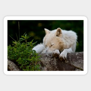 Arctic Wolf Sticker